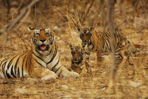 India Together: Indian forests can support 20,000 tigers: experts - 30 ...