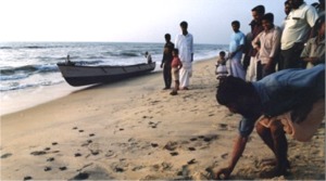 Turtle hatchlings move towards the sea in Kolavipalam, N Kerala